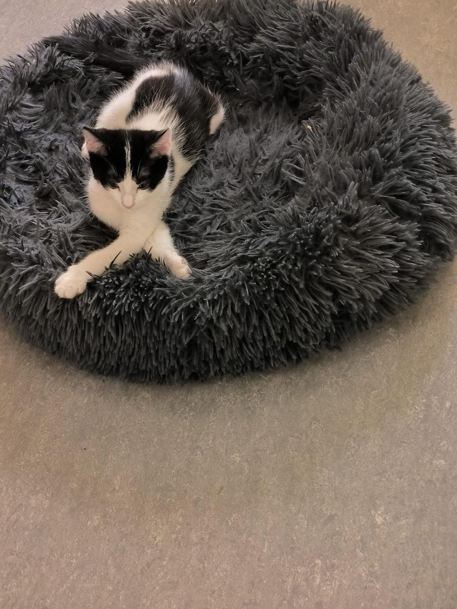 R kiwi 010926 6
