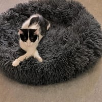 R kiwi 010926 6