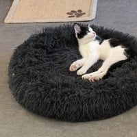 R kiwi 010926 8