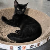 R pepsi 010926 2