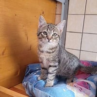 Shuna