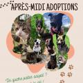 Spa apres midi adoption 180524 2