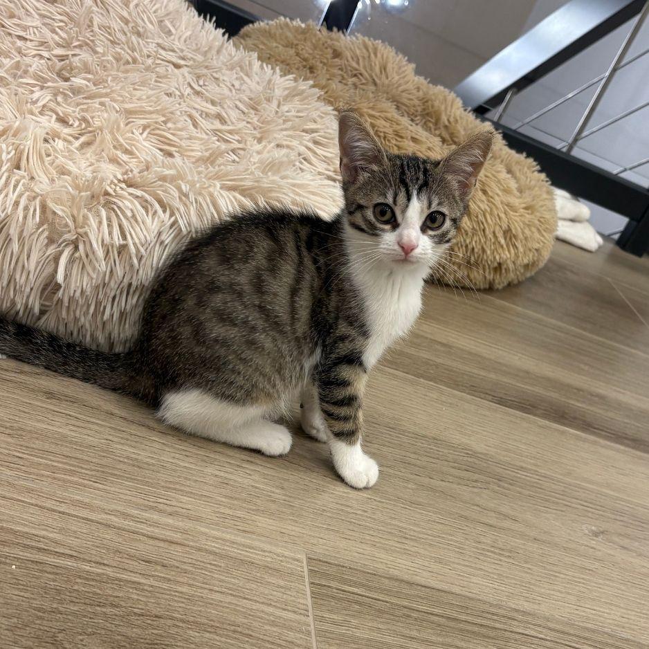Stella