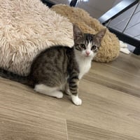 Stella