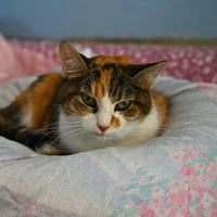 Trika