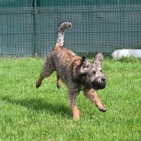 Ziggy 100625 4